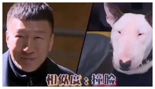 娱乐圈动物系明星排名_最迷人的猫系女神是谁_娱乐圈长得很像的明星